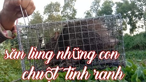 clip tạm ngừng săn cống nhum, vợ chồng"làng quê AG"chuẩn bị săn bắt khác