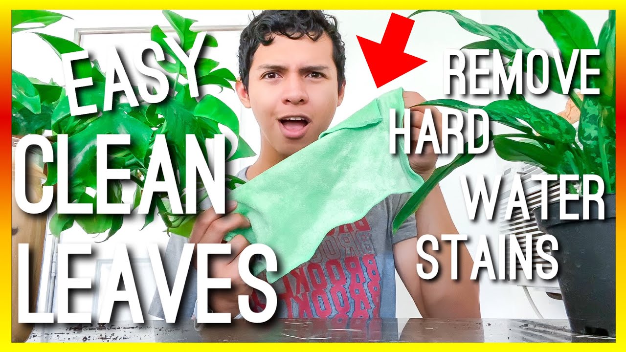 HOW TO REMOVE MINERAL DEPOSIT (TAP WATER) ON HOUSEPLANTS WITHOUT LEMON