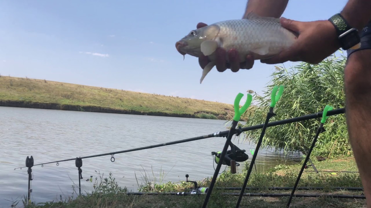 Caras,ciortan la Maioru