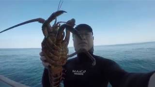 San Miguel Island Diving - Lobster, Lingcod, Sheepshead Spearfishing