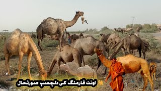 Camel Farming in Pakistan | Profitable Business in Desert Areas