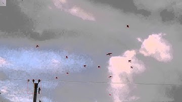 OpenCV Bird Flock Tracker (Slow Motion)