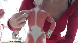 Muscular system part 1: head, neck, torso, arms