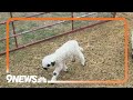 &#39;Cutest sheep in the world&#39; making their debut in Weld County