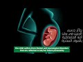 كيف تؤثر المخدرات على المرأة الحامل وطفلها How Drugs Affect The Pregnant Woman And Her Child كيف تؤثر المخدرات على المرأة الحامل وطفلها How Drugs Affect The Pregnant Woman And Her Child