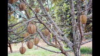 Peluang Usaha Kebun Durian, 4 Faktor yang Perlu Dipertimbangkan