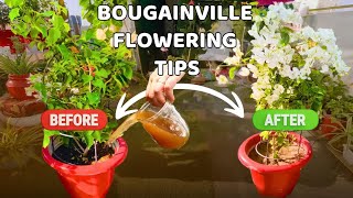 Bougainvillea में पत्तो से ज्यादा फूल आएंगे.. बस इसे डाल लीजिए/how to get more bougainvillea flowers