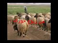 من ربوع حوران يا بنت من علمك سرح الغنم 