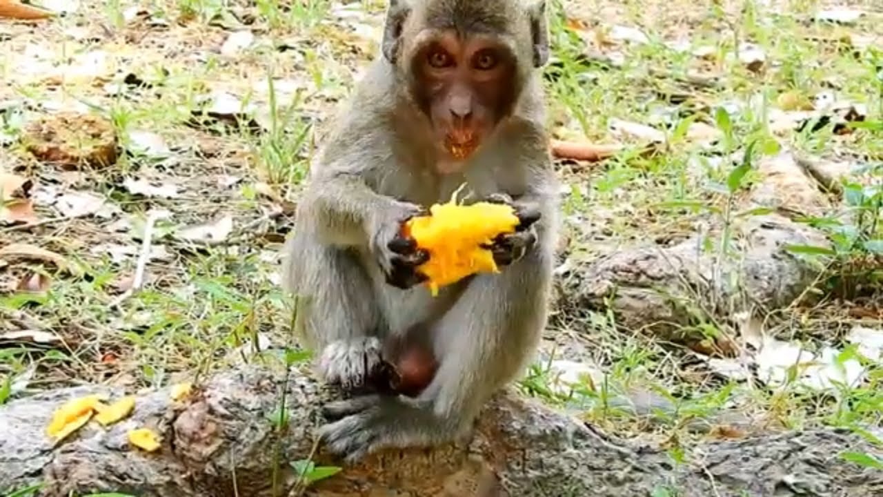 Poor tiny monkey Jessie got a mango | Orphan monkey Jessie hungry and eating delicious