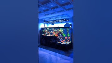 Incredible Drop-Off Saltwater Aquarium Setup 🪸