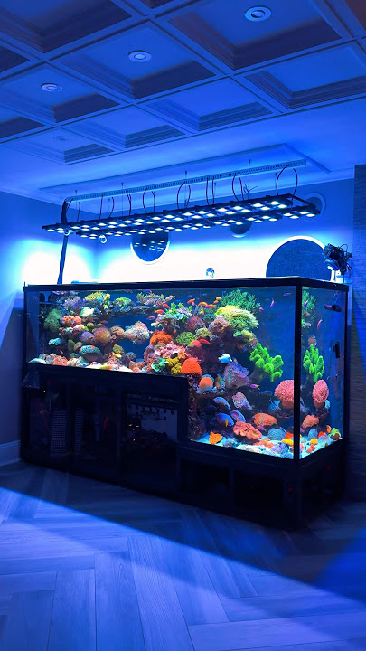 Incredible Drop-Off Saltwater Aquarium Setup 🪸
