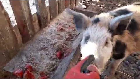 🐖Свиноводство для самых ленивых.Зима,свиньи едят бананы и помидоры.