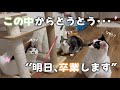 シェルター1番の癒しキャラ猫ちゃんが、とうとうずっとの幸せを掴みました😭🌸【保護猫活動】