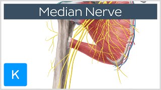 Median Nerve - Course, Distribution & Branches - Human Anatomy | Kenhub