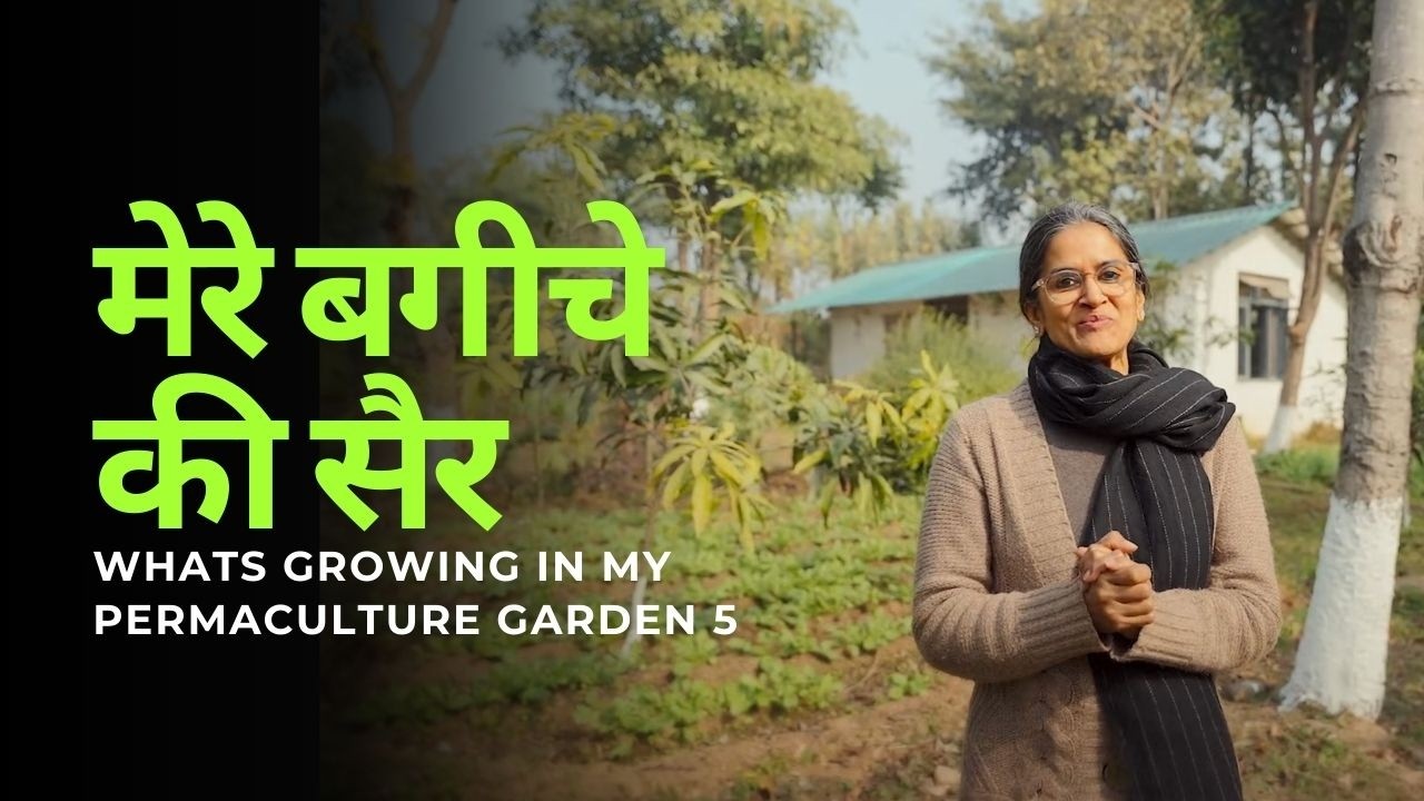 मेरे बगीचे की सैर - 5|  Whats growing in my permaculture sun garden #permaculturefarm #foodforests