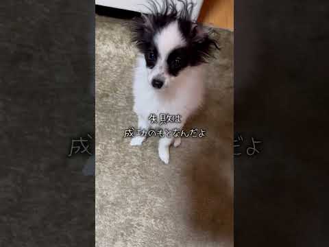 失敗は成功のもと！　#犬のいる暮らし #パピヨン #shorts