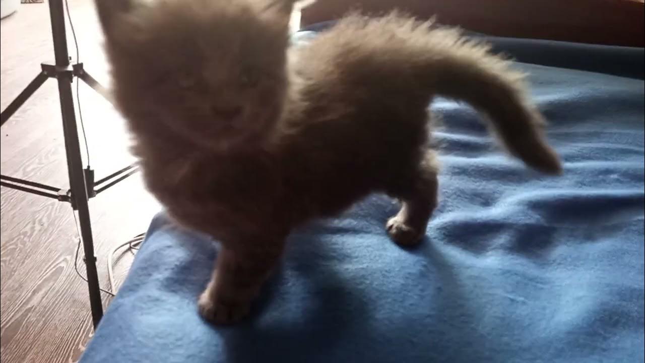 Маленькие видео тг. Маленькие видео тг. Маленькие видел. Маленькие видео тг. Маленькие видео тг.