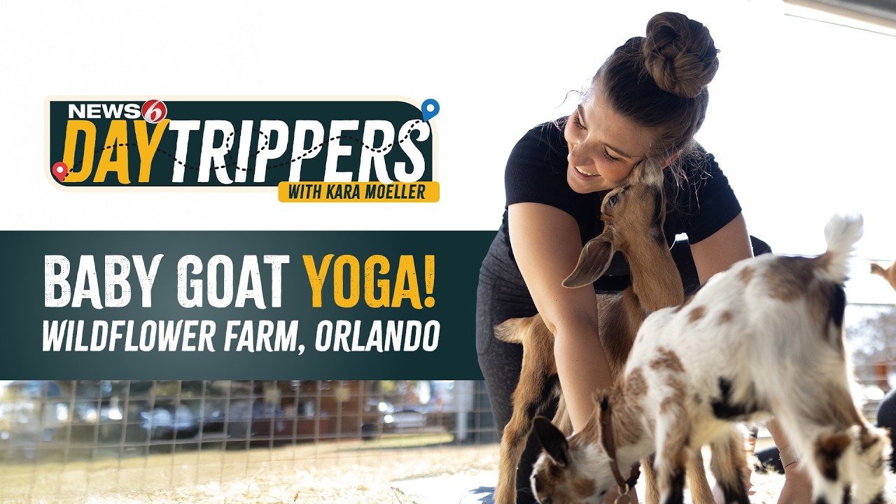 DAYTRIPPERS | Baby Goat Yoga in Orlando 🐐 What REALLY Happens at Wildflower Farm (Funny & Adorable)