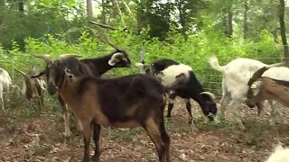 The adorable goats who “mow” have returned to the Houston Arboretum | Houston Life | Live