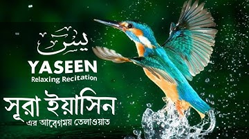 প্রতিদিন সকালে শুনুন – হৃদয় জয় করা কণ্ঠে সূরা ইয়াসিন | (سورة يس) Surah Yasin | Morning Quran siib