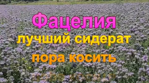 Фацелия зацвела  Лучший сидерат пора косить