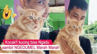 YAKIN KETAWA/kucing NGEDUMEL Marah Marah Liat tetangga Sebelah/kompilasi kucing lucu/#CT