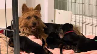Australian terrier Dam, busy with her 6 puppies