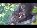 Baby Orangutan LOKI 08 - First Sky Walk