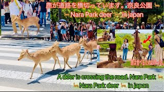 Nara Park deer  in japan 鹿が道路を横切っています。奈良公園