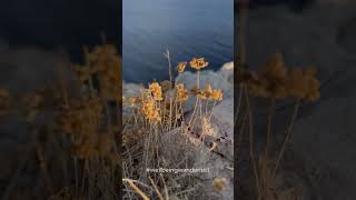 Everlast or Immortelle, Island Unije