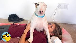 Rescued Bull Terrier Ignores Everyone When His Dad Comes Home