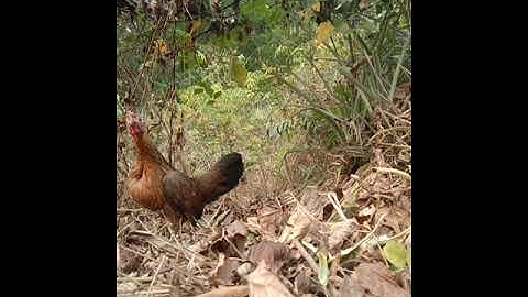 suab poj qaib tsauj zoo heev kawg thiab nawb