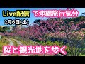 Live配信2月6日(土) で沖縄旅行気分!桜と観光地を歩く【高画質720P60FPS】