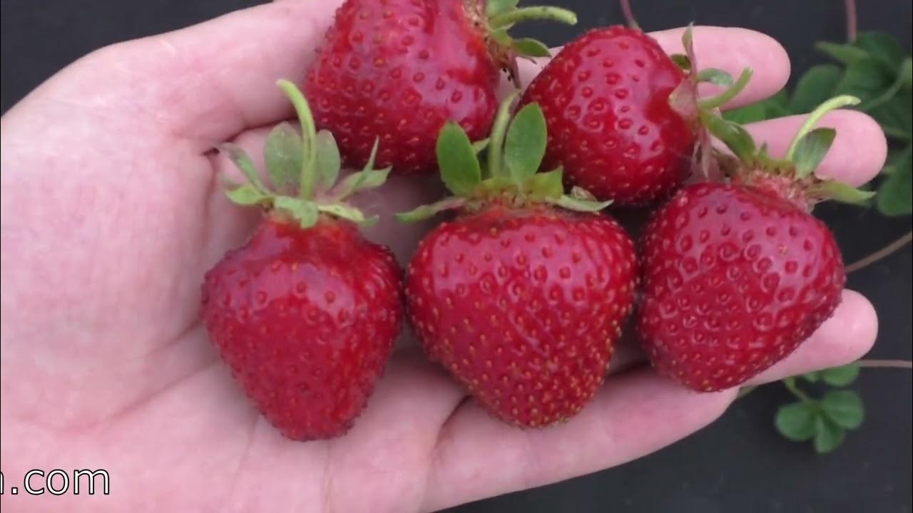Купить рассаду клубники Дали (Dahli) в Минске/ купить саженцы клубники сорта Дал