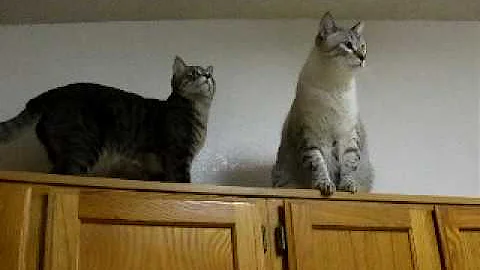 Watch the video about Bruiser 2 yr old Lynx Point Siamese/Tabby Mix Male Cat on Kitchen Cabinets watching a Bug!