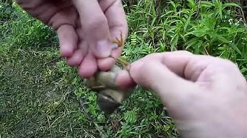 Bird extraction from mist net 101