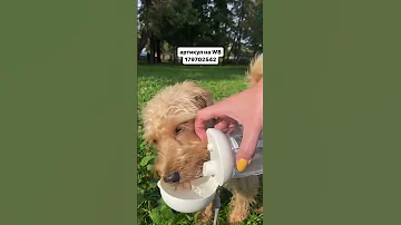 Пёсель пьет водичку