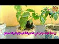 تعلم زراعة الباذنجان بالبيت بطريقة بسيطة من ثمرة باذنجان عادية