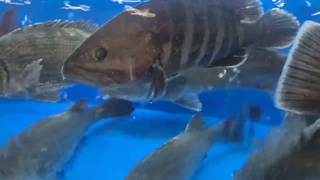 영흥도   어시장 은하호 15호  싱싱한활어회 각종해산물스끼다시와맛있는드시러오세요 은하호15호입니다  구독꼭 쿡하고 눌러주세요  감사합니