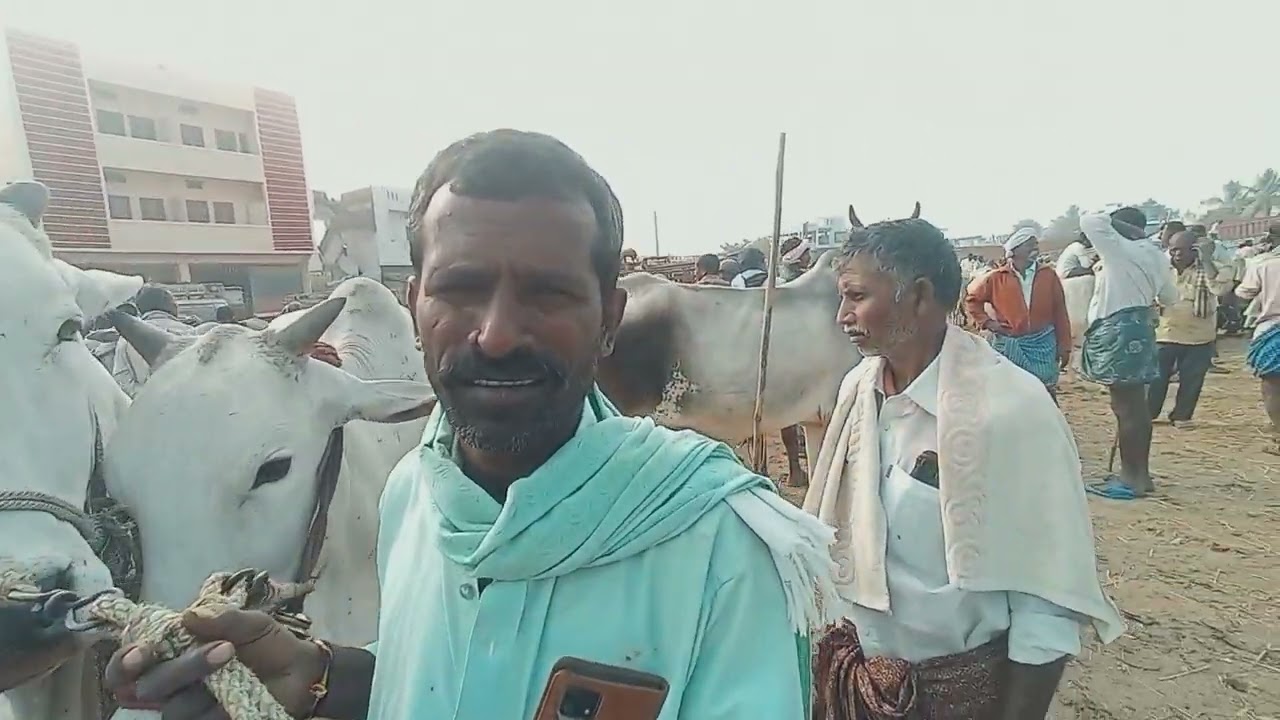 🔥 పెబ్బేరు సంత ఈరోజు ఆవుల | గొర్రెలు, మేకలు, ఎద్దుల అసలైన ధరలు | Pebbair Market Live