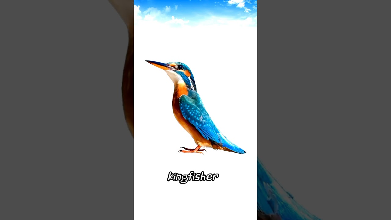 Kingfisher sound