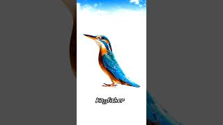 Kingfisher Sound