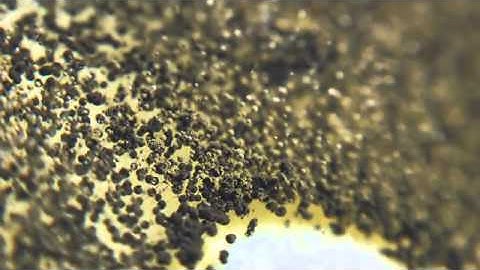 Super Magnified Fungi