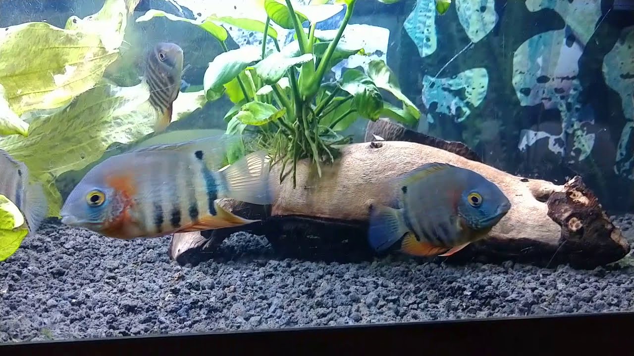 rotkeil severum care