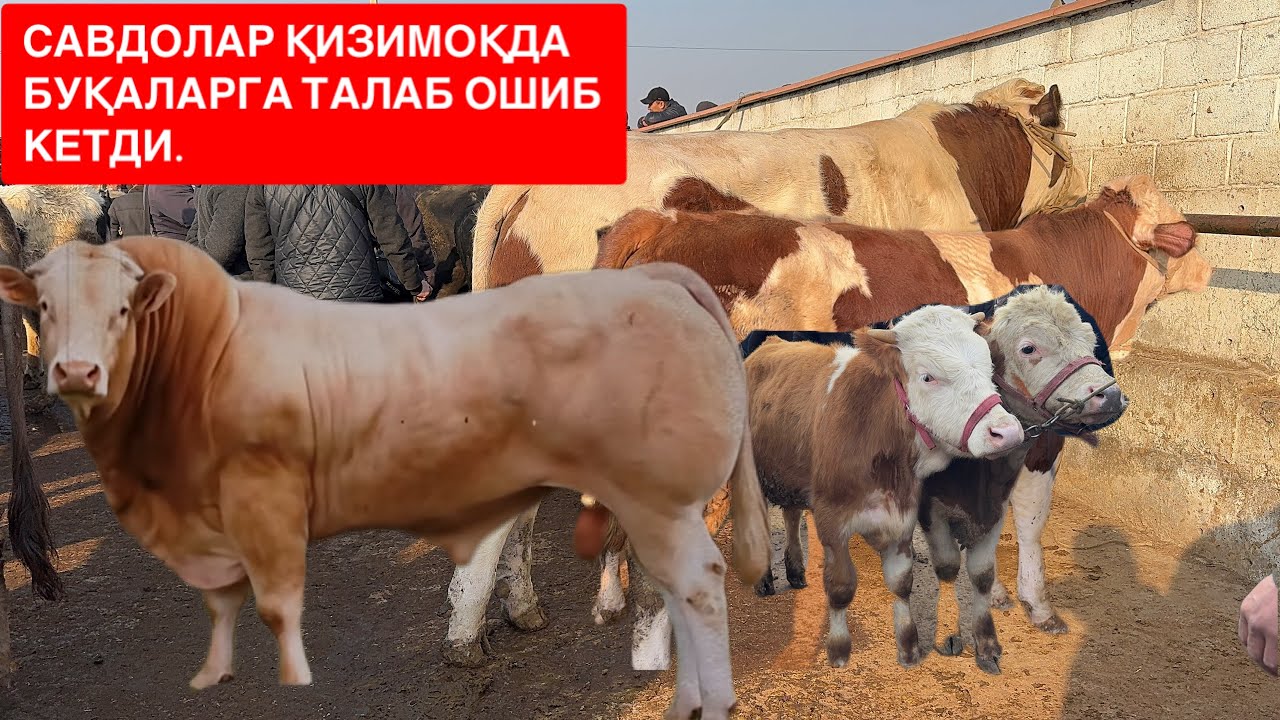 ШАХИДОН БОЗОРДАН РОССА БУҚА СОТИБ ОЛАДИГОН БЎЛДИ БОЗОРДА САВДО ҚИЗҒИН. 