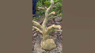 Gốc nhớt rút cốt (Zalo)0377937272 ngày 10/3/2025