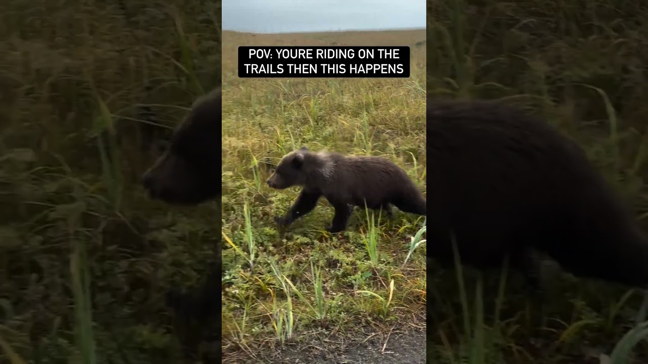 Amazing encounter in Alaska while going for an ATV drive on the beach! 