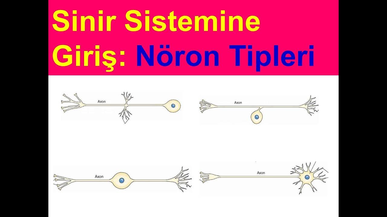 Sinir Sistemine Giriş:  Nöron Tipleri YAYDAR