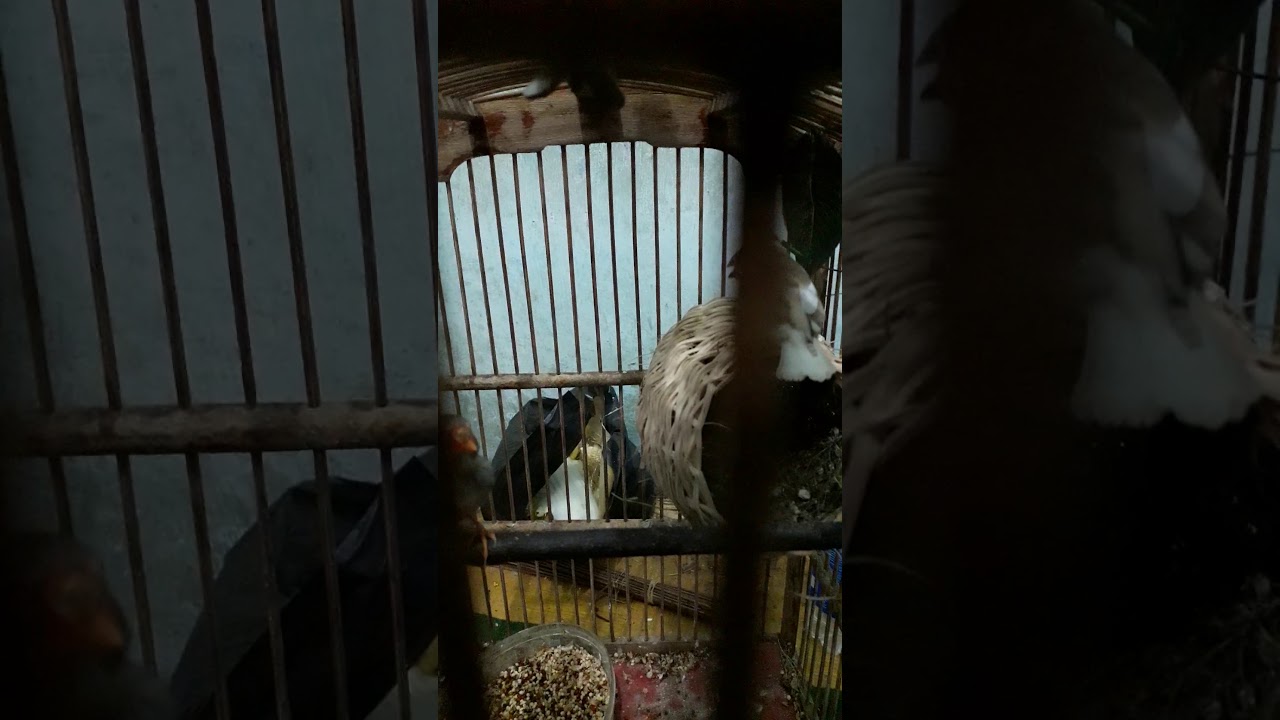 Mudahnya ternak emprit zebra/zebra finch 