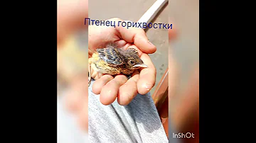 У гнезда горихвостки